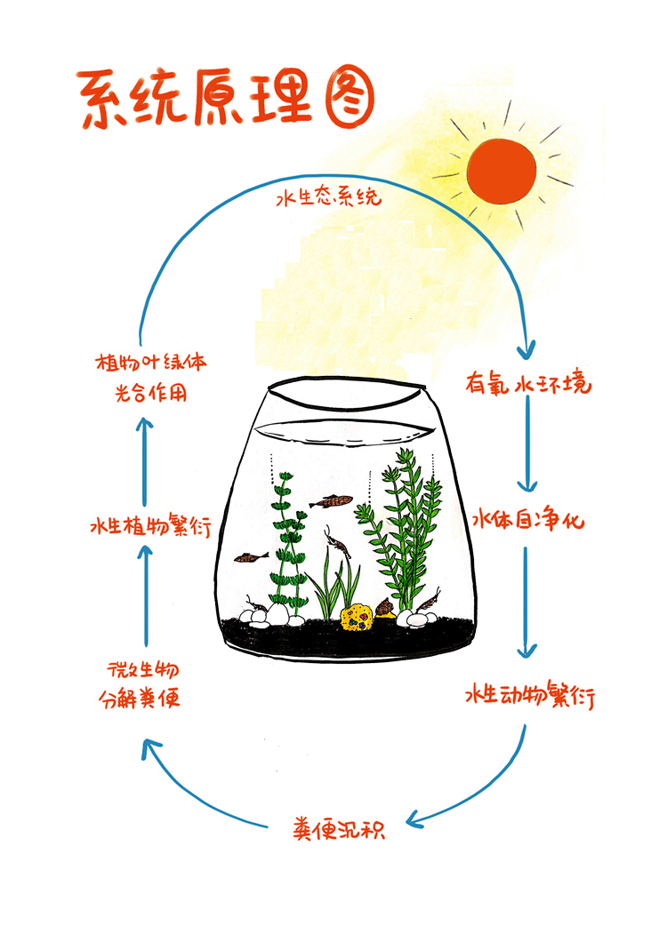湿地生态系统的构成