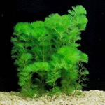 认识湿地植物